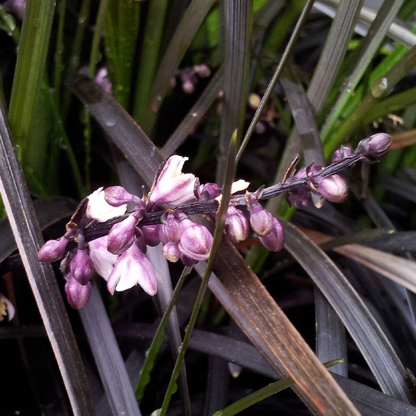 Ophiopogon planiscapus Black Dragon (Floraison)