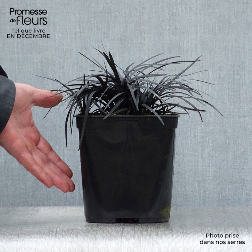 Spécimen de Ophiopogon noir - Ophiopogon planiscapus Nigrescens Pot de 2L/3L tel que livré en hiver