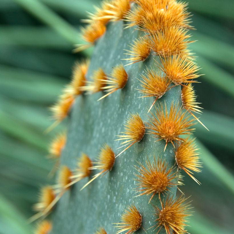 Opuntia aciculata - Cactus raquette (Feuillage)