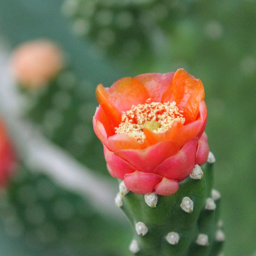 Opuntia aciculata - Cactus raquette (Floraison)