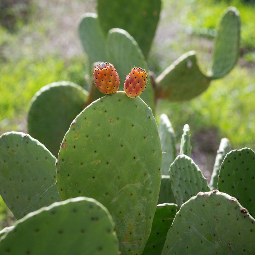 Opuntia aciculata - Cactus raquette (Récolte)