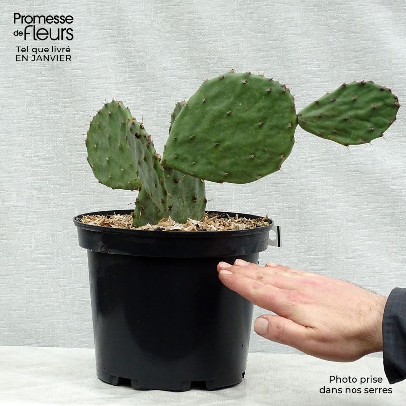 Spécimen de Opuntia atrispina Pot de 4L/5L tel que livré en hiver