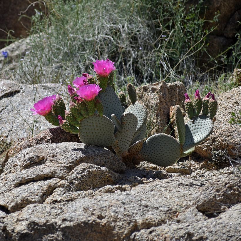Opuntia basilaris - Cactus raquette (Port)