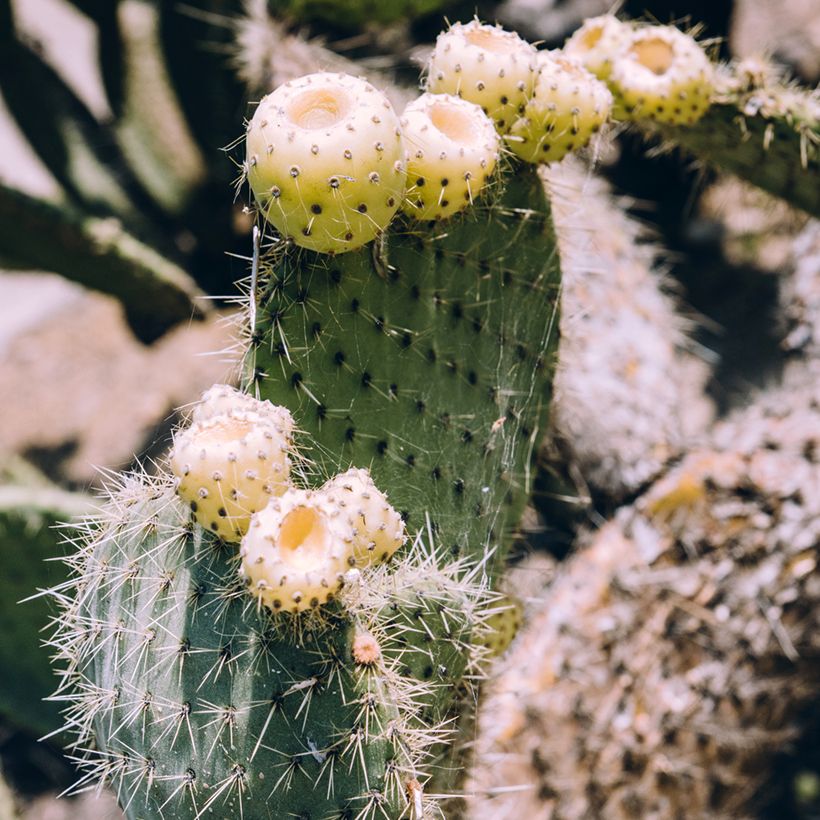 Opuntia bergeriana - Cactus raquette (Récolte)