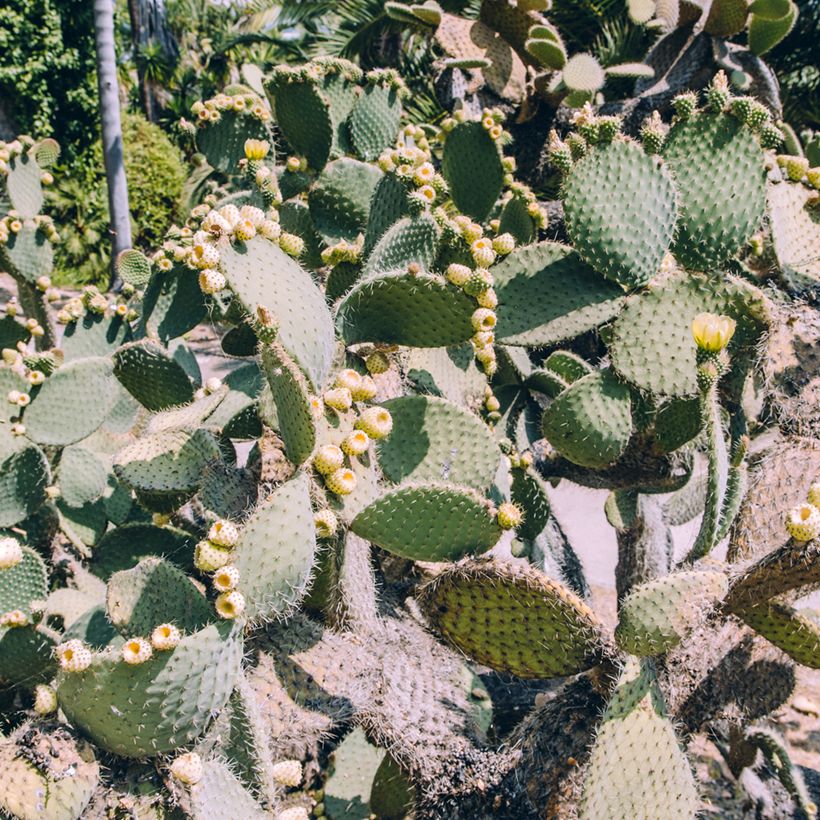 Opuntia bergeriana - Cactus raquette (Port)