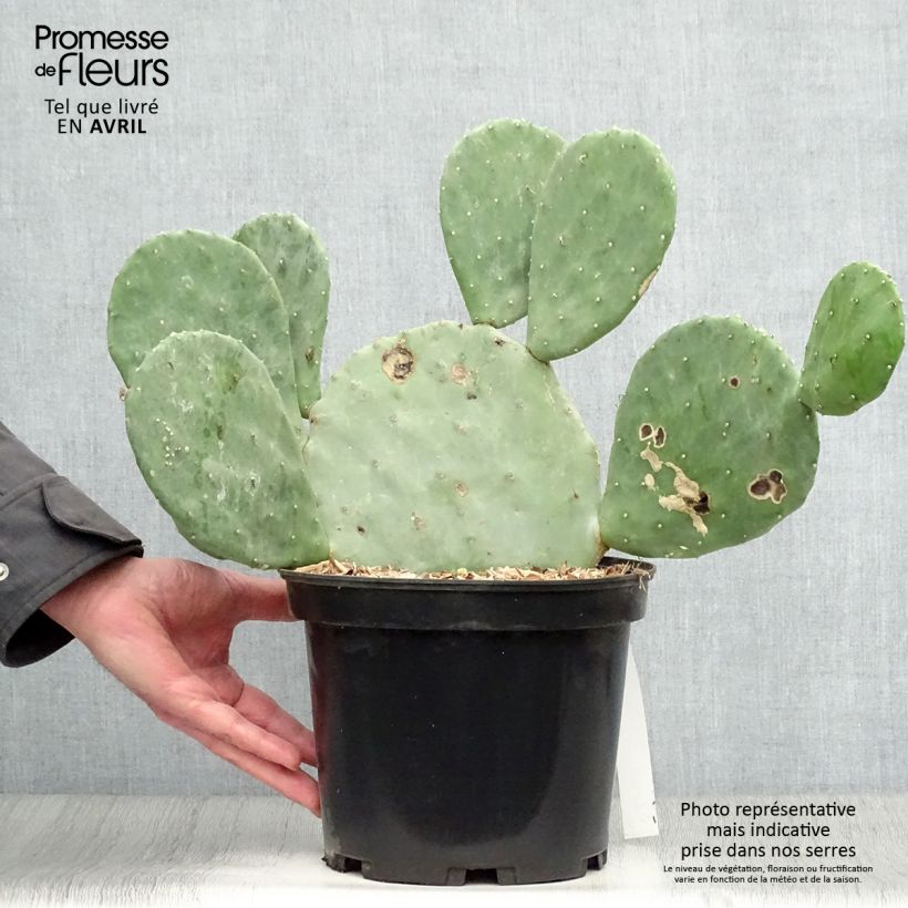 Spécimen de Opuntia cacanapa Ellisiana - Cactus raquette Pot de 4L/5L tel que livré au printemps