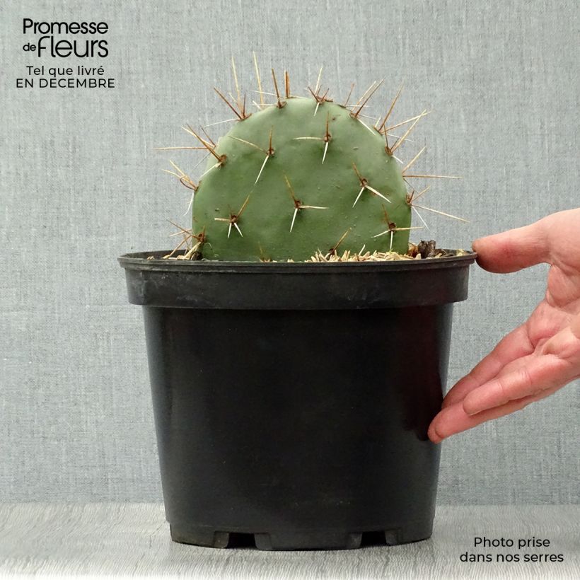 Spécimen de Opuntia discata - Cactus raquette Pot de 4L/5L tel que livré en hiver