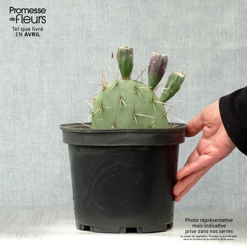 Spécimen de Opuntia discata - Cactus raquette Pot de 4L/5L tel que livré au printemps
