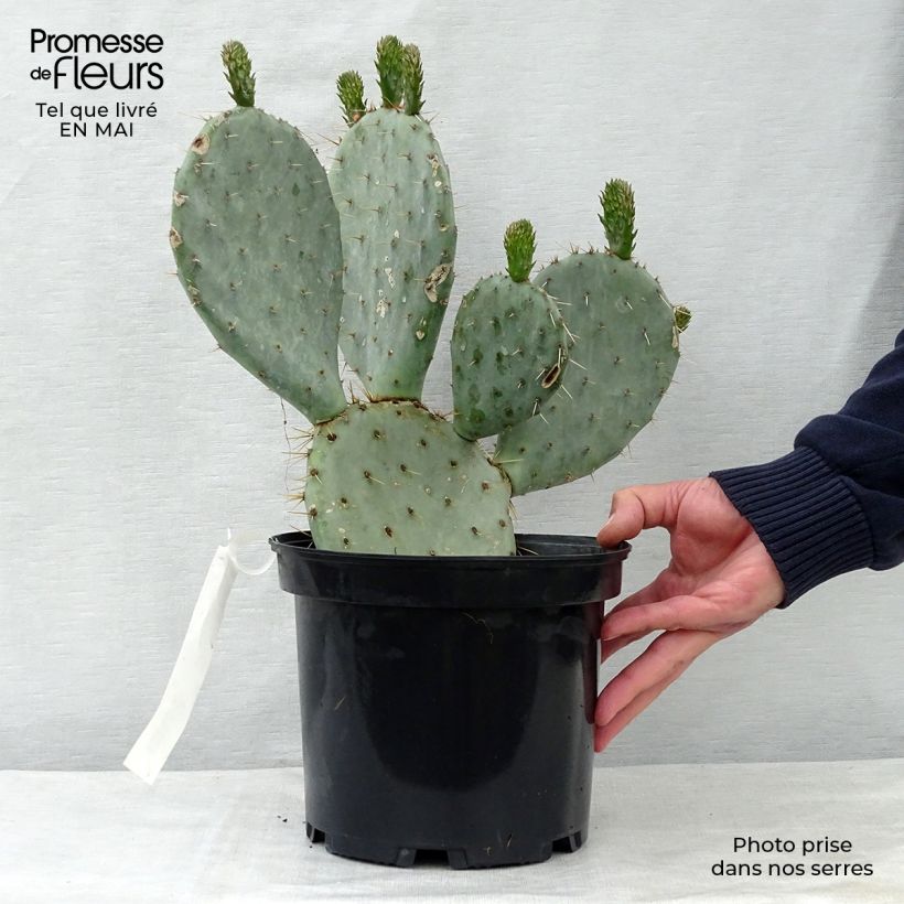 Spécimen de Opuntia dulcis - Cactus raquette Pot de 4L/5L tel que livré au printemps