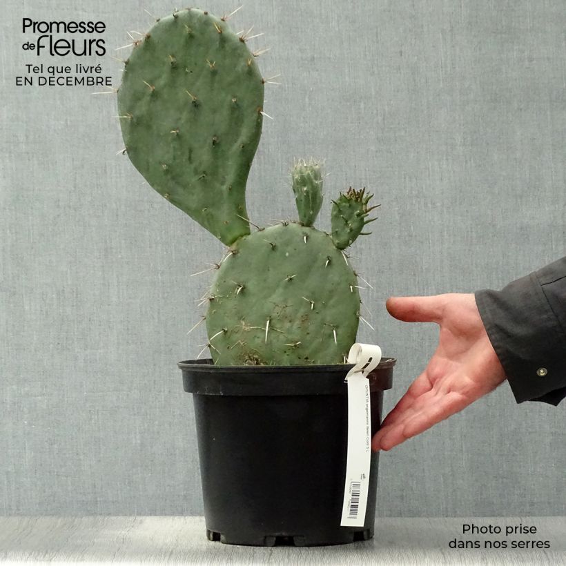 Spécimen de Opuntia engelmannii  Belen - Cactus raquette Pot de 4L/5L tel que livré en hiver