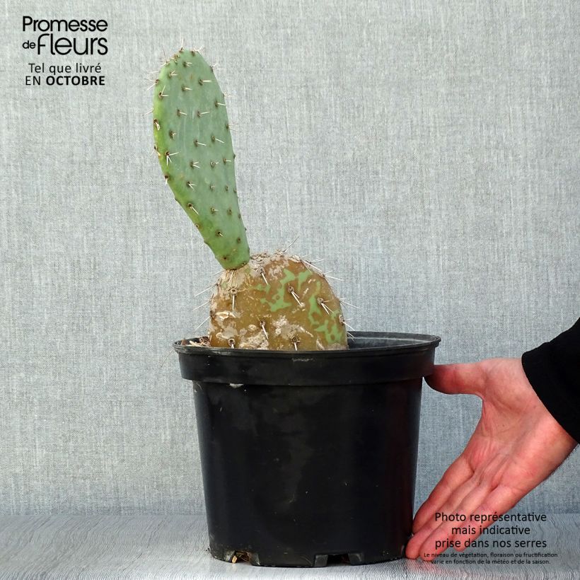 Spécimen de Opuntia engelmannii - Cactus raquette Pot de 4L/5L tel que livré en automne