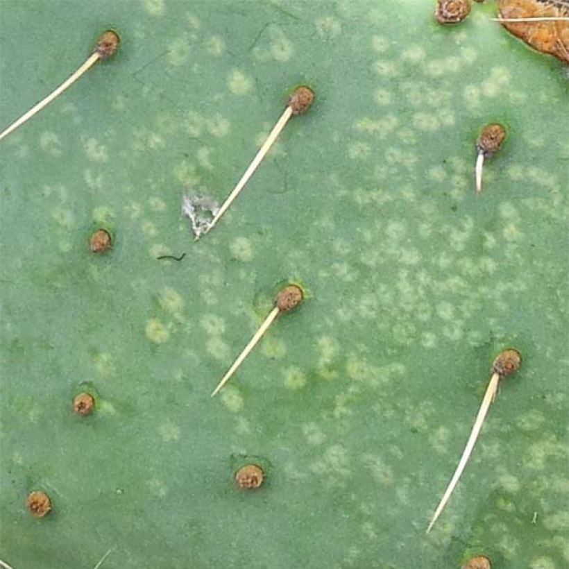 Opuntia engelmannii var. lindheimeri (Folhagem)