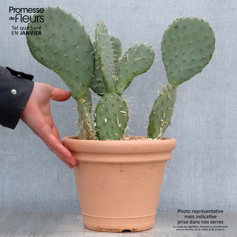 Spécimen de Opuntia engelmannii lindheimeri - Oponce Pot de 4L/5L tel que livré en hiver