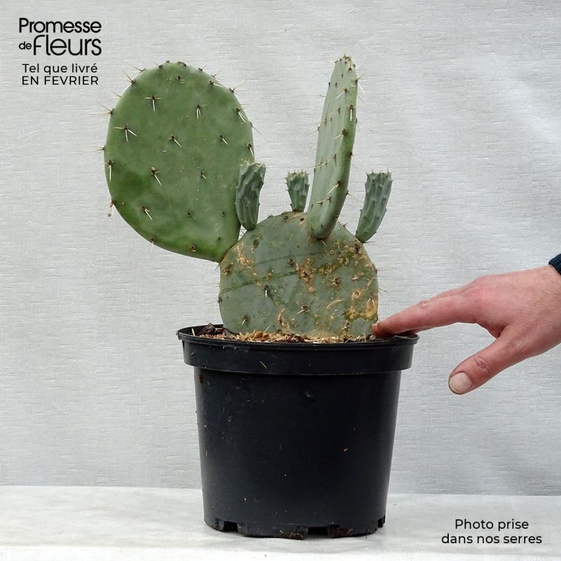 Spécimen de Opuntia engelmannii var. linguiformis - Oponce Pot de 4L/5L tel que livré en hiver