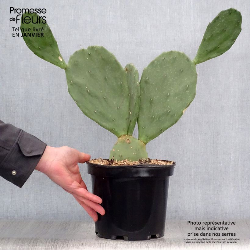 Spécimen de Opuntia engelmannii var. rastrera - Oponce Pot de 4L/5L tel que livré en hiver