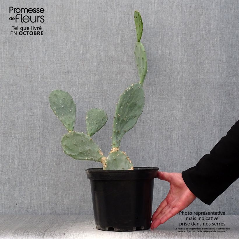 Spécimen de Opuntia engelmannii var. rastrera - Oponce Pot de 4L/5L tel que livré en automne
