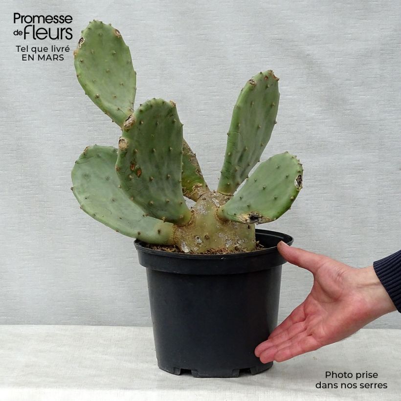 Spécimen de Opuntia engelmannii var. rastrera - Oponce Pot de 4L/5L tel que livré au printemps