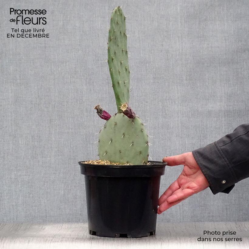 Spécimen de Opuntia gregoriana - Oponce Pot de 4L/5L tel que livré en hiver