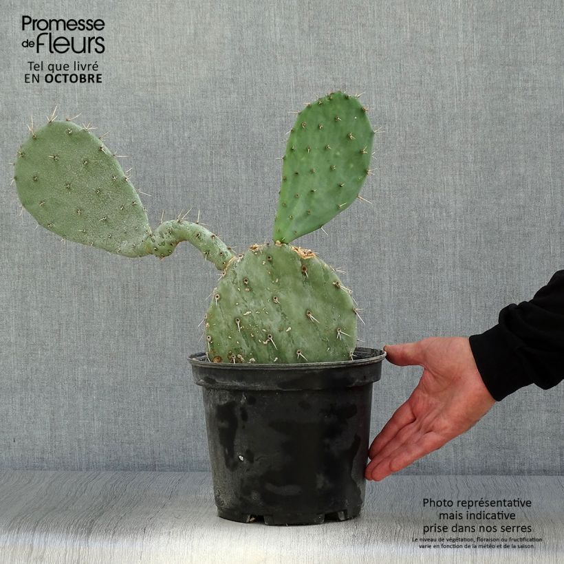 Spécimen de Opuntia gregoriana - Oponce Pot de 4L/5L tel que livré en automne