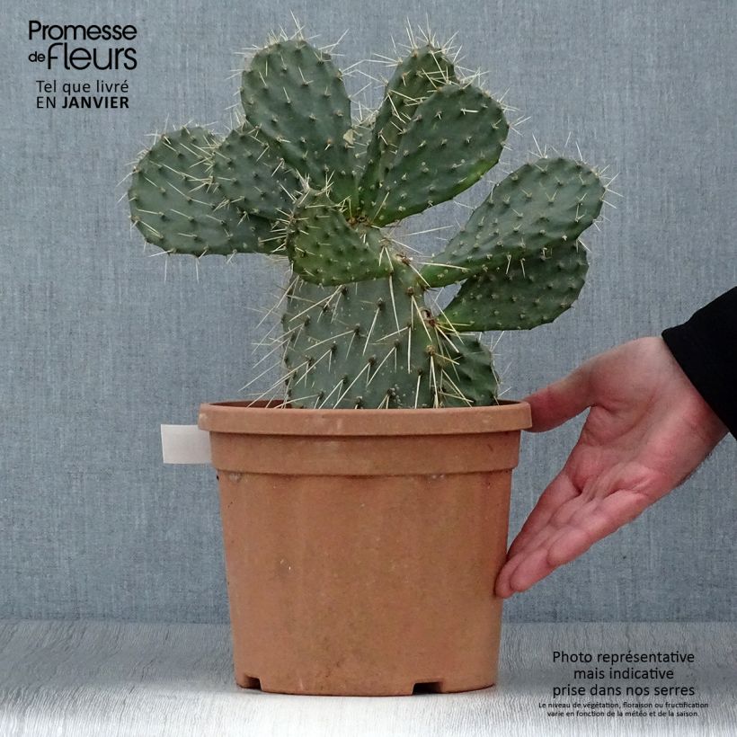 Spécimen de Opuntia howeyi - Cactus raquette Pot de 4L/5L tel que livré en hiver