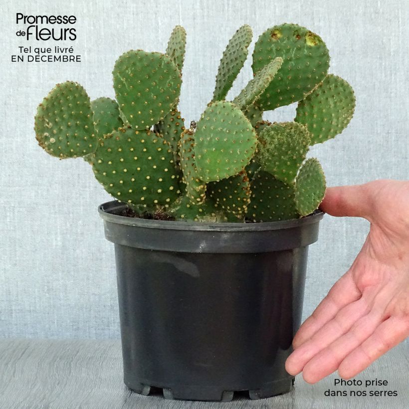 Spécimen de Opuntia lubrica - Cactus raquette Pot de 3L/4L tel que livré en hiver