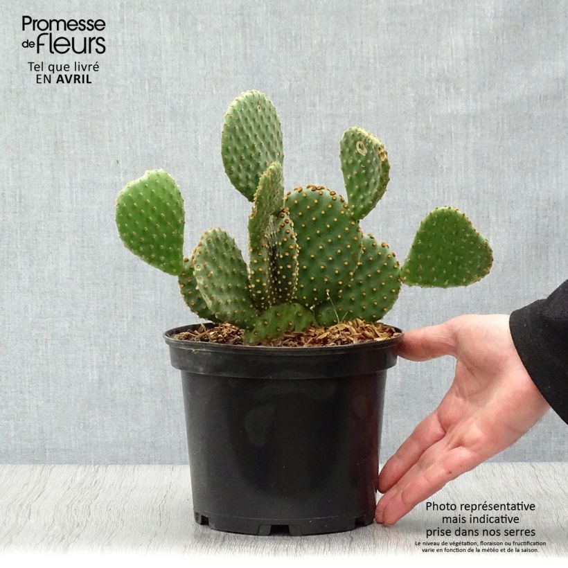 Spécimen de Opuntia lubrica - Cactus raquette Pot de 3L/4L tel que livré au printemps