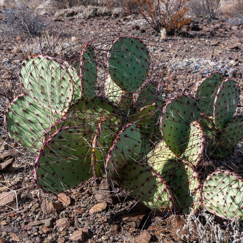 Opuntia macrocentra (épines noires) - Cactus raquette (Port)