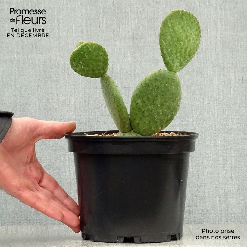 Spécimen de Opuntia microdasys Caress - Cactus raquette Pot de 3L/4L tel que livré en hiver