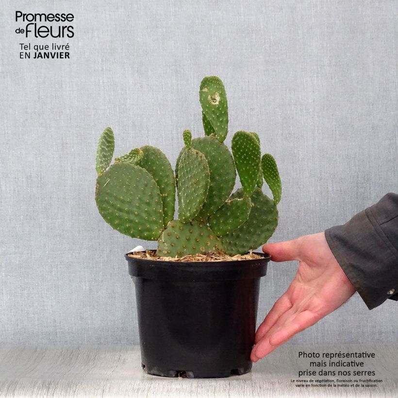 Spécimen de Opuntia microdasys - Oponce Pot de 2L/3L tel que livré en hiver
