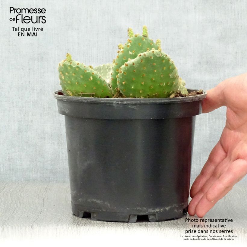Spécimen de Opuntia microdasys - Oponce Pot de 2L/3L tel que livré au printemps