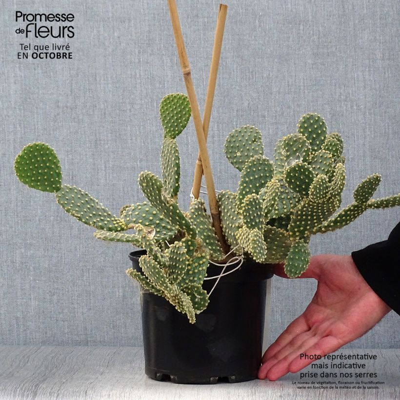 Spécimen de Opuntia microdasys - Oponce Pot de 2L/3L tel que livré en automne