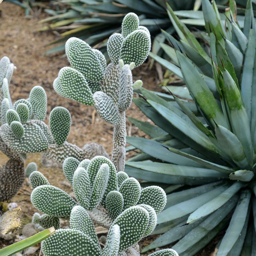 Opuntia microdasys var. albispina - Cactus raquette (Port)