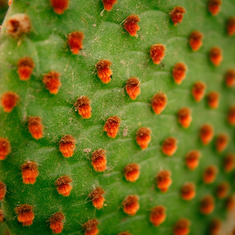 Opuntia microdasys var. rufida - Cactus raquette (Feuillage)