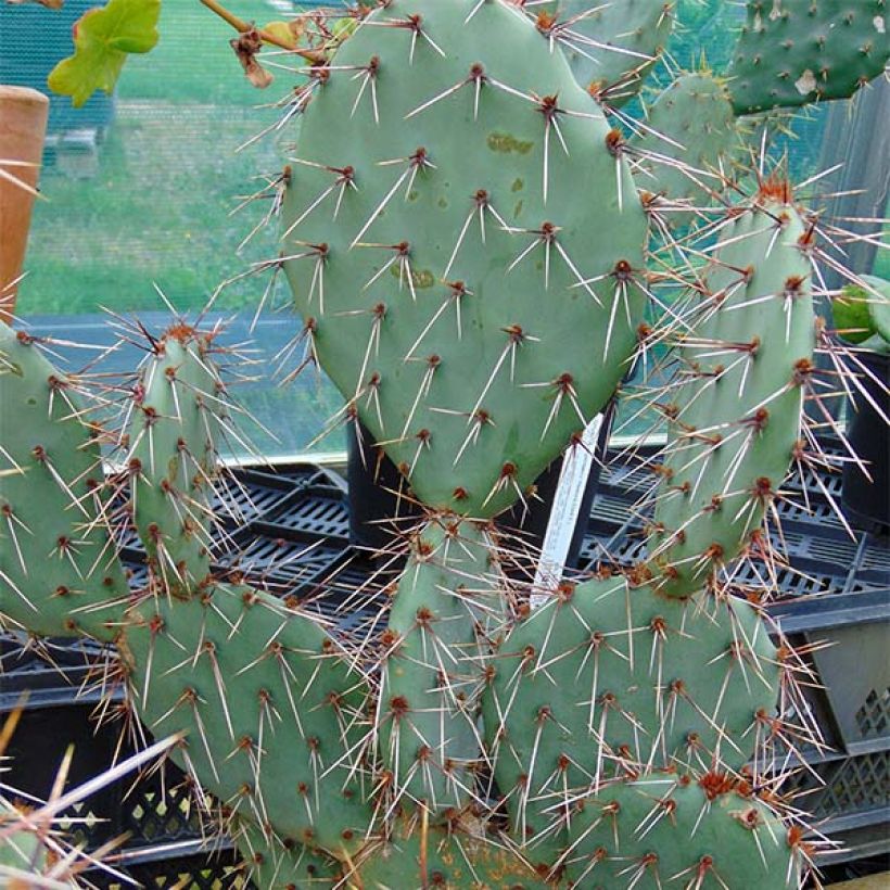 Opuntia phaeacantha Mojavensis (Hábito)