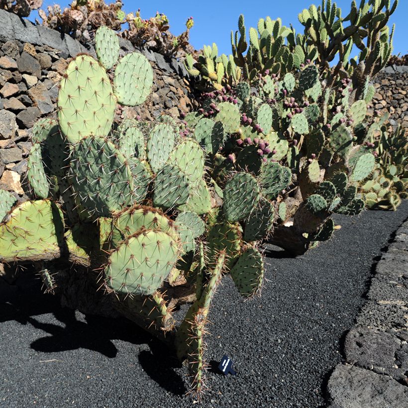 Opuntia phaeacantha Mojavensis - Oponce (Port)