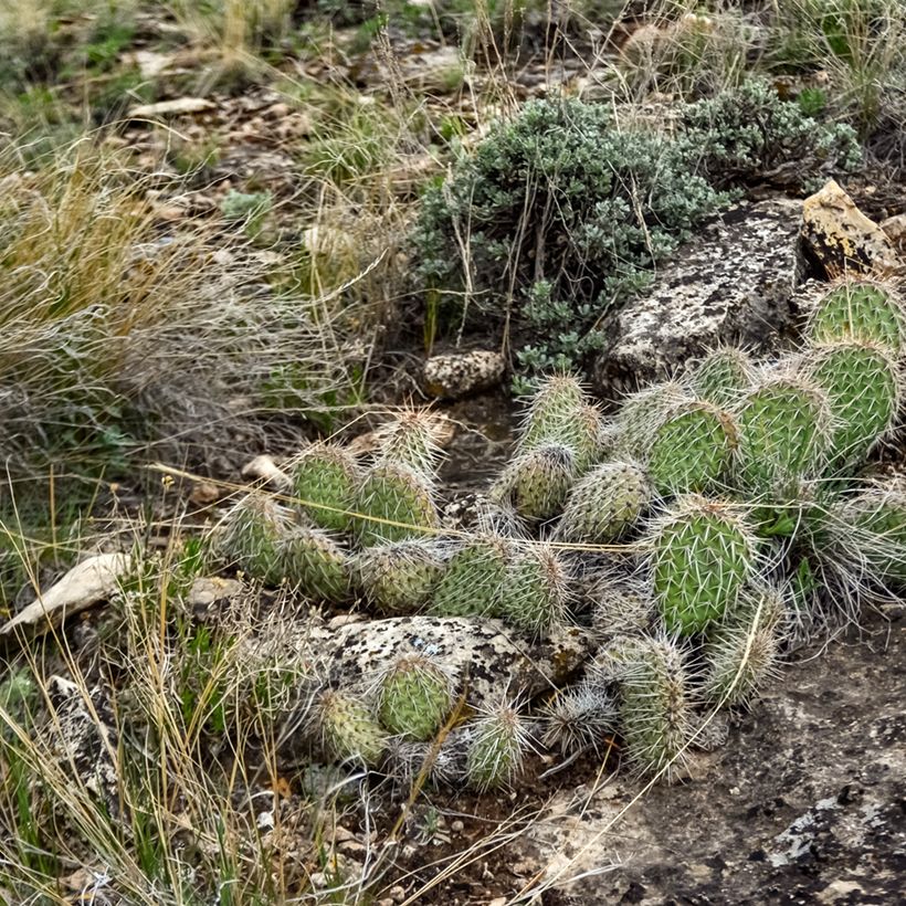 Opuntia polyacantha - Cactus raquette (Port)
