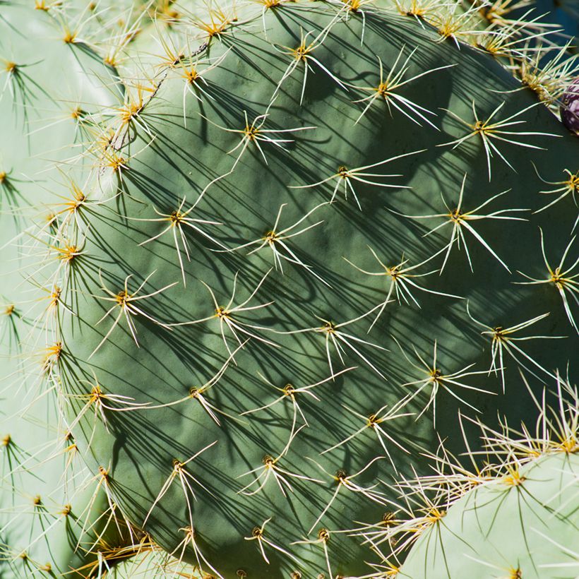 Opuntia robusta - Cactus raquette (Feuillage)