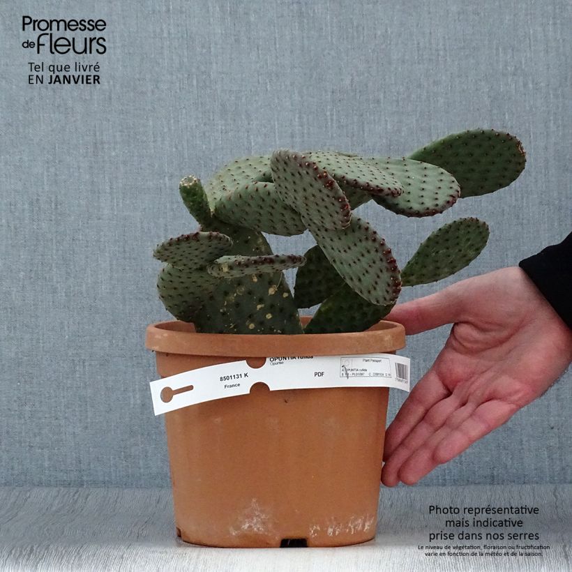 Spécimen de Opuntia rufida - Cactus raquette Pot de 3L/4L tel que livré en hiver