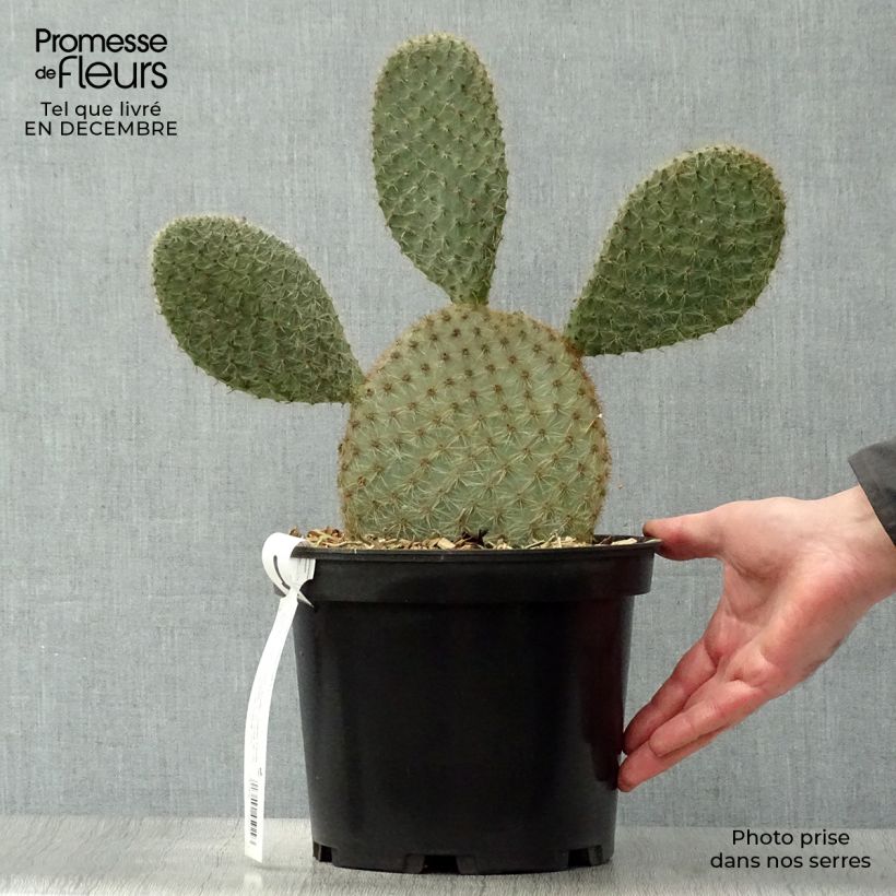 Spécimen de Opuntia scheeri - Cactus raquette Pot de 4L/5L tel que livré en hiver