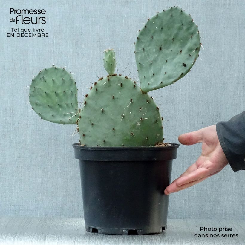 Spécimen de Opuntia semispinosa - Cactus raquette Pot de 4L/5L tel que livré en hiver