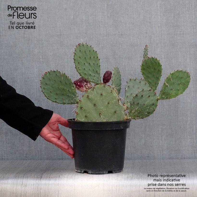 Spécimen de Opuntia semispinosa - Cactus raquette Pot de 4L/5L tel que livré en automne