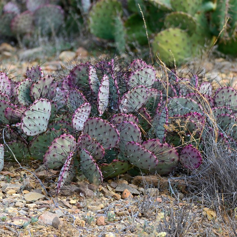 Opuntia santa-rita - Cactus raquette (Port)