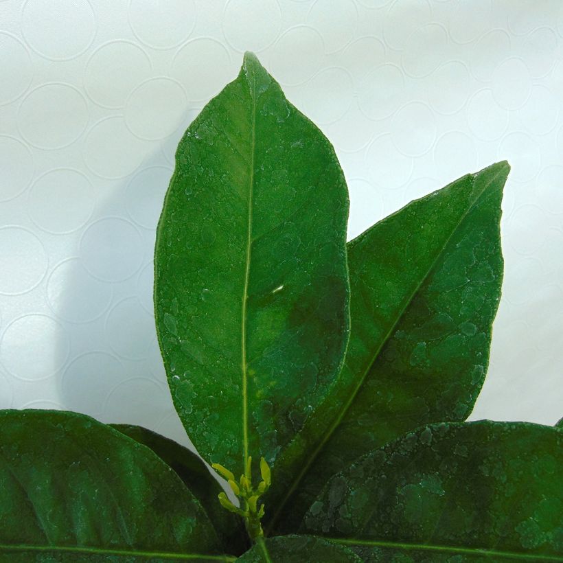 Oranger - Citrus sinensis (Feuillage)
