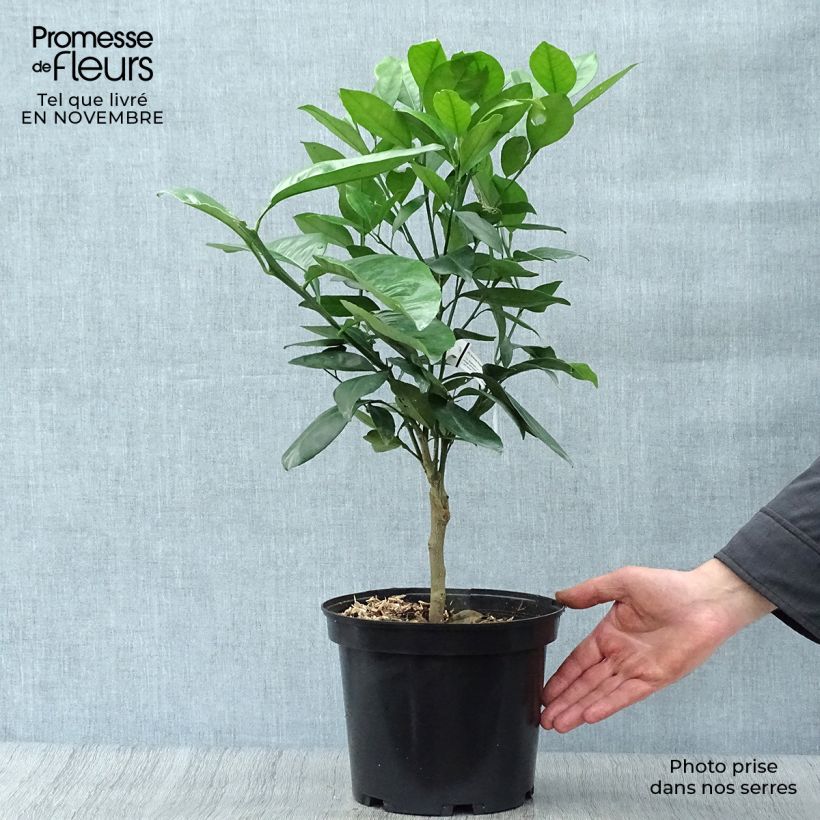 Spécimen de Oranger - Citrus sinensis Washington Navel  Pot de 4L/5L, 1/4 de tige tel que livré en automne
