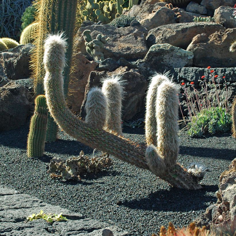 Oreocereus trollii - Vieil homme des Andes (Port)