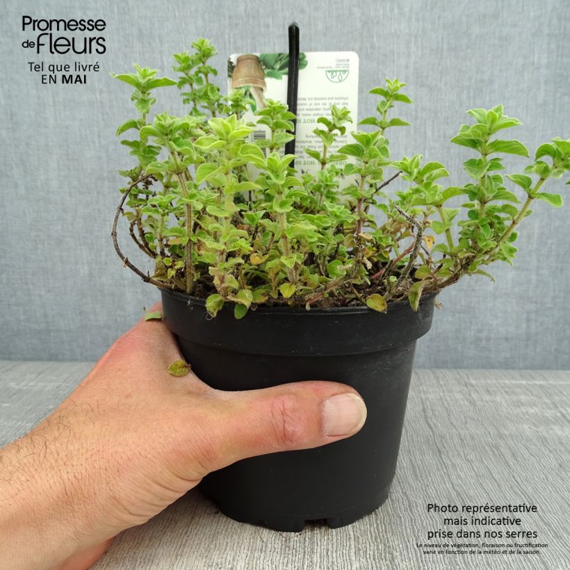 Amostra de Orégão Hot and Spicy - Origanum vulgare Vaso de 1,5 L/2 L tal como entregue na primavera