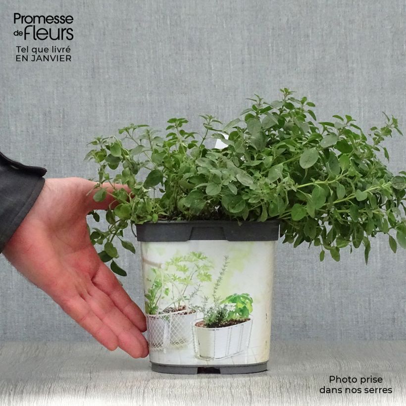 Spécimen de Origan - Marjolaine vivace en plant BIO Pot de 1L/1,5L tel que livré en hiver