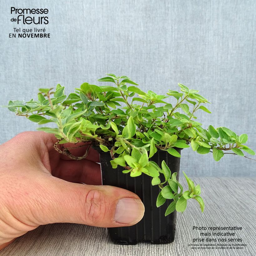 Spécimen de Origan doré - Origanum vulgare Aureum Godet de 7/8 cm tel que livré en automne