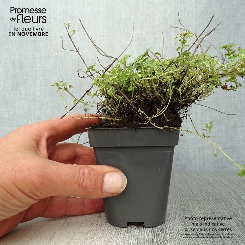Spécimen de Origan panaché - Origanum vulgare Country Cream Godet de 8/9 cm tel que livré en automne