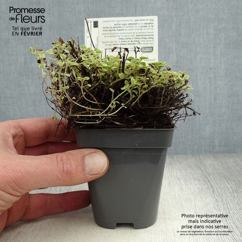 Spécimen de Origan panaché - Origanum vulgare Country Cream Godet de 8/9 cm tel que livré en hiver